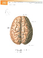Sobotta Atlas of Human Anatomy  Head,Neck,Upper Limb Volume1 2006, page 289